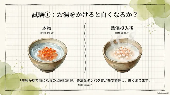 いくらの本物と人工イクラにお湯をかけた比較実験。本物はタンパク質変性で白く濁るが、偽物は透明なまま